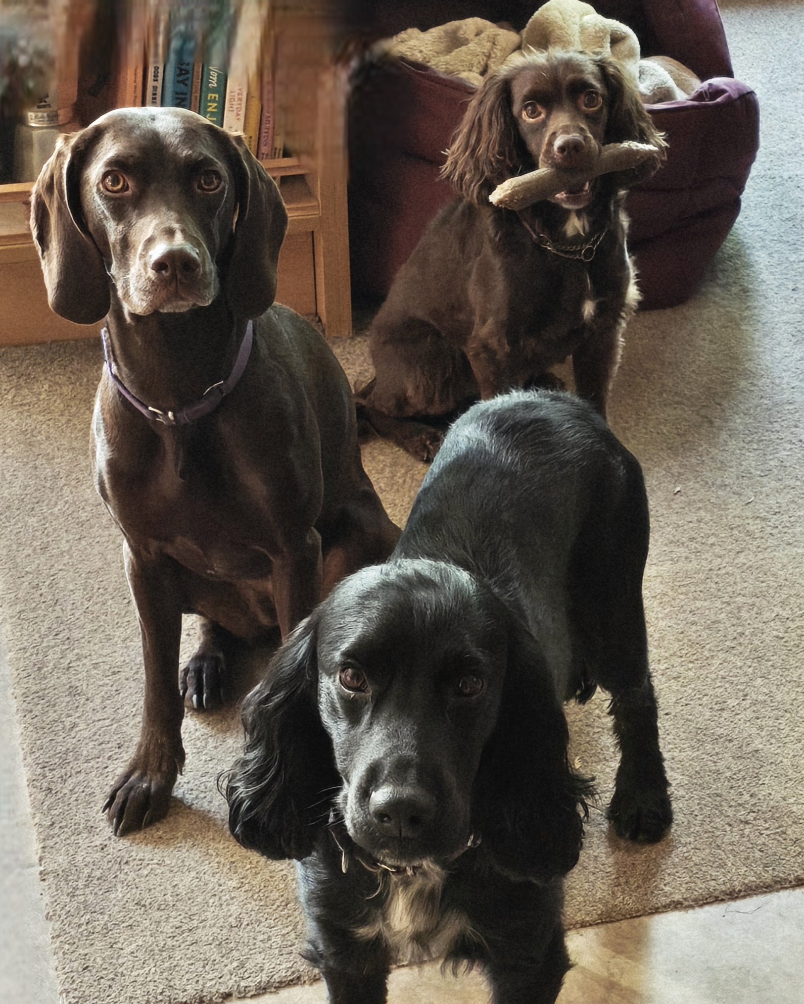 20251102_133618 › K9 Observer Three dogs indoors on a beige carpet; black dog in the foreground, a brown spaniel with a bone, and another dog nearby.