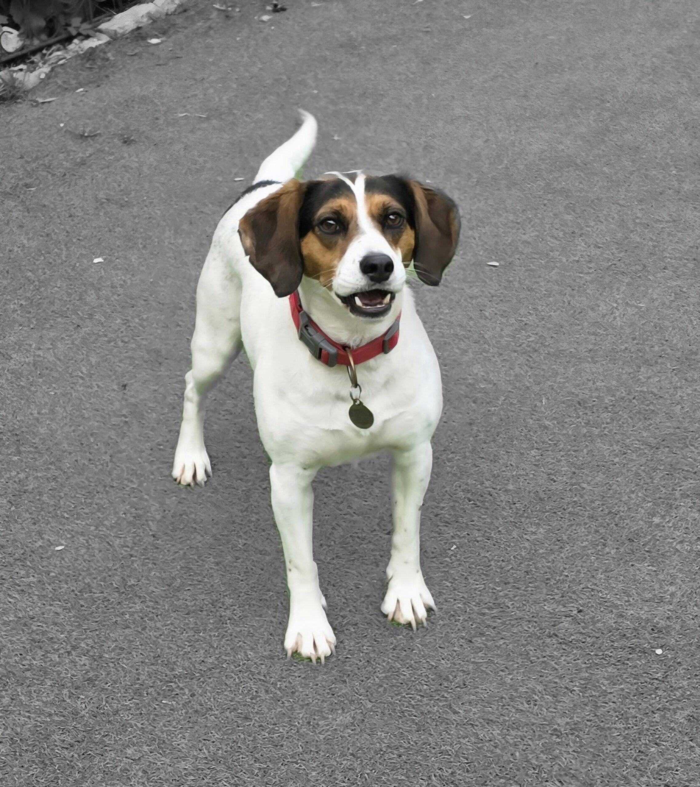 20240523_121426 › K9 Observer
