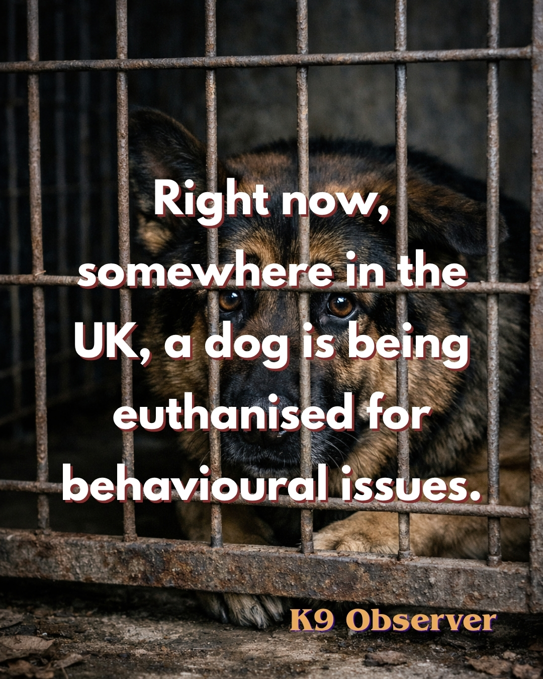 Right-now-somewhere-in-the-UK-a-dog-is-being-euthanised-for-behavioural-issues › K9 Observer